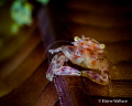 judged by Tal Mor who says...
Wonderful shot, perfectly focused and composed. weekly hotshot click to zoom
